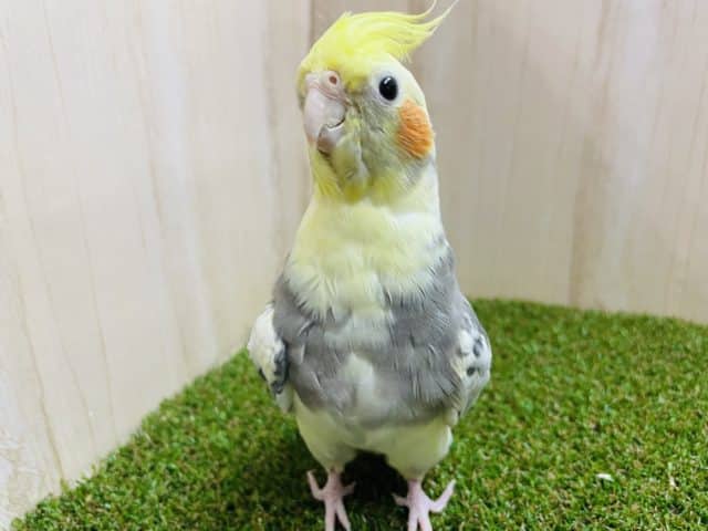 オカメインコ