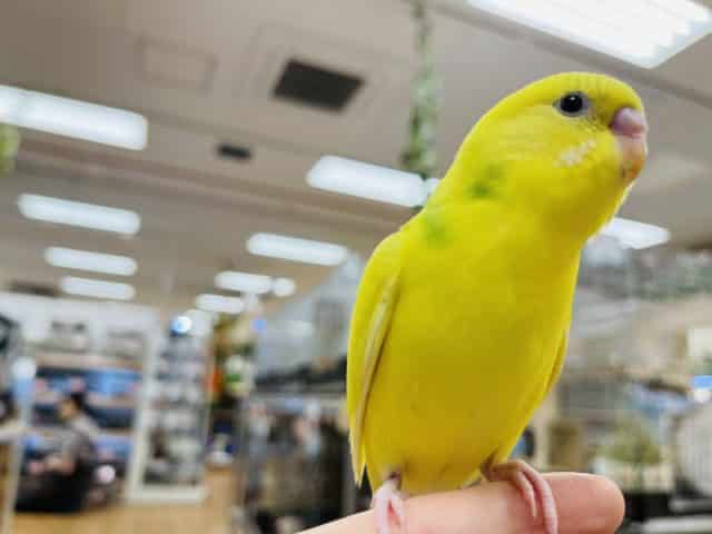 セキセイインコ