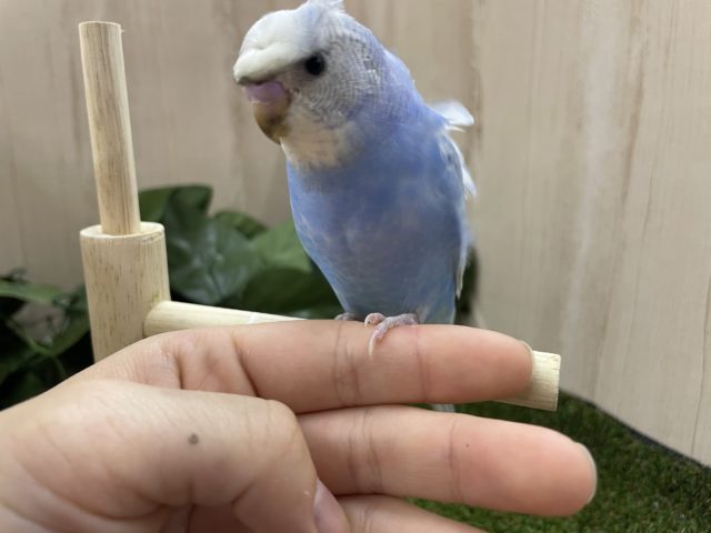 羽衣セキセイインコ