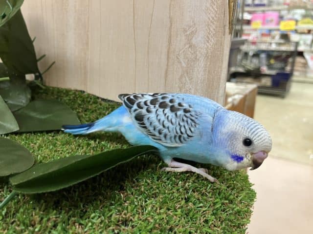セキセイインコ