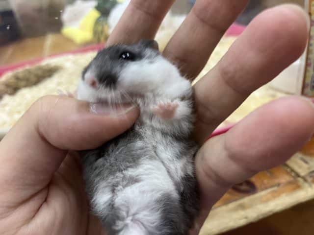 マーブルハムスター