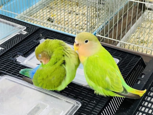 コザクラインコ（小桜インコ）