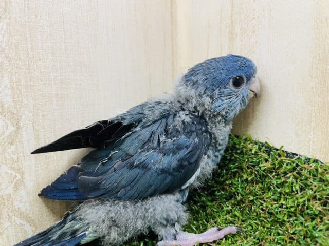サザナミインコ