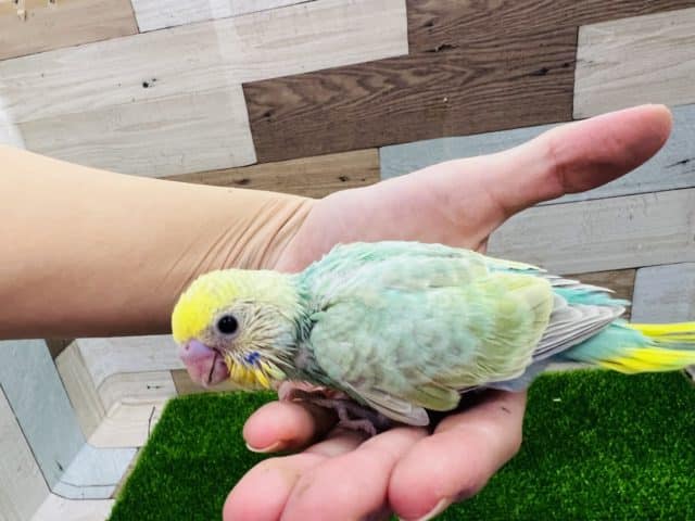 大人気カラー!パステルレインボースパングルセキセイインコ! セキセイインコ