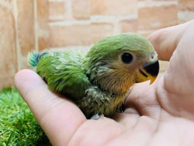 コザクラインコ（小桜インコ）