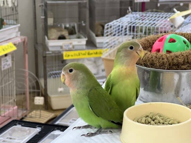 コザクラインコ（小桜インコ）