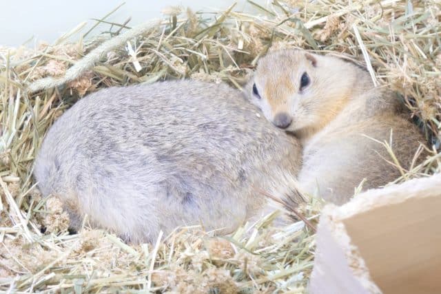 リチャードソンジリス