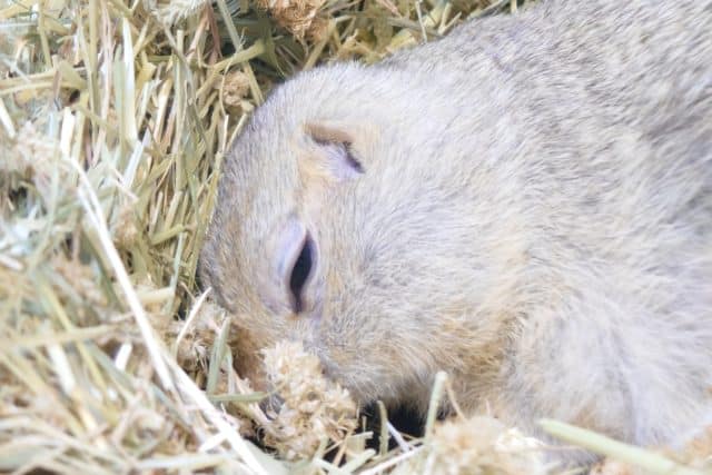 リチャードソンジリス