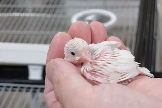 表現力がステキ☆ 白文鳥です~~ 白文鳥