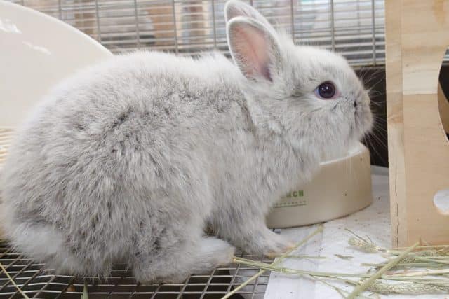 ライオンラビット