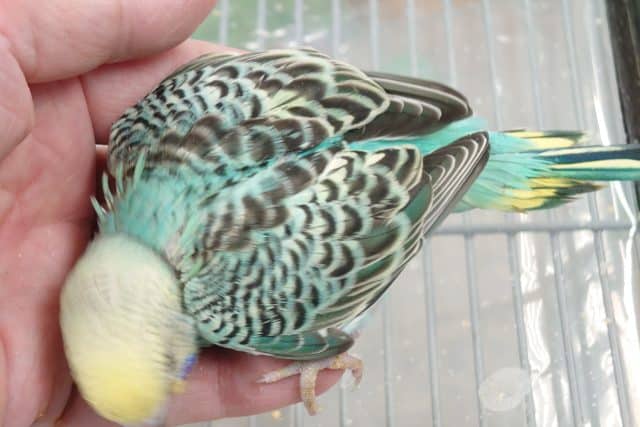 セキセイインコ