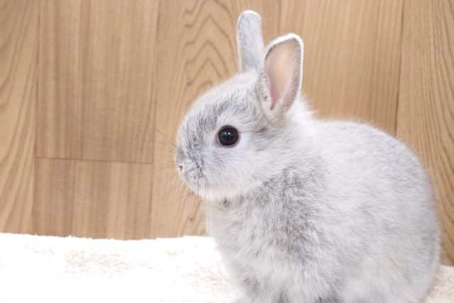 ネザーランドドワーフ