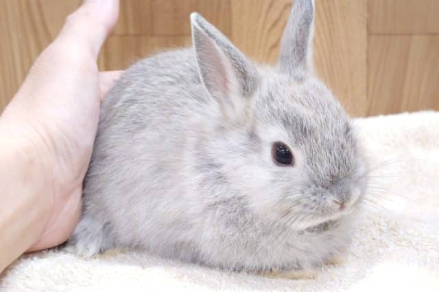 ネザーランドドワーフ