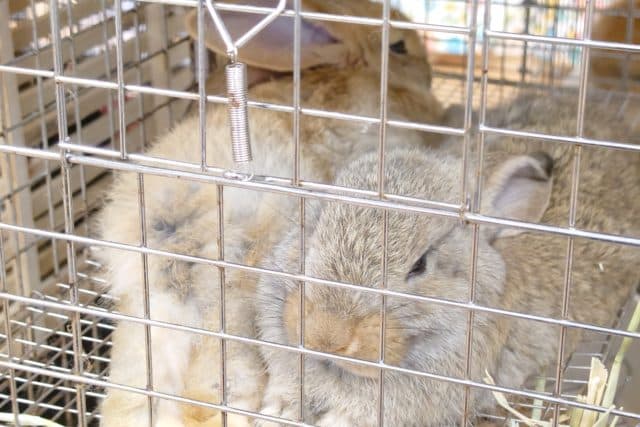 フレミッシュジャイアント