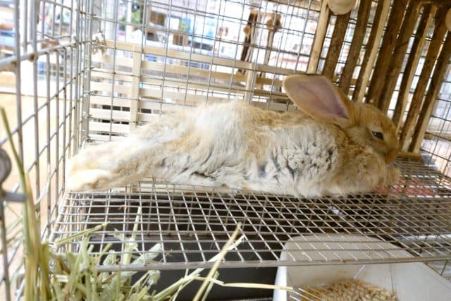 フレミッシュジャイアント