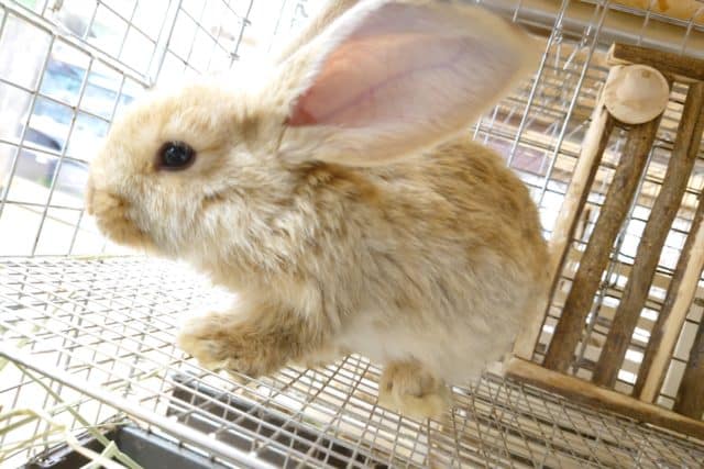 フレミッシュジャイアント