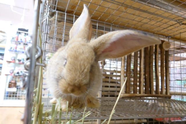 フレミッシュジャイアント