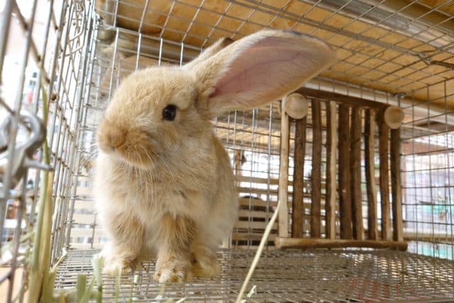 フレミッシュジャイアント