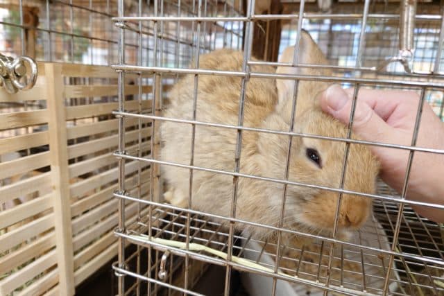 フレミッシュジャイアント