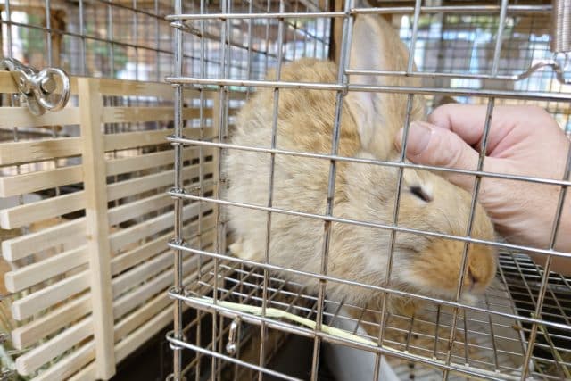 フレミッシュジャイアント