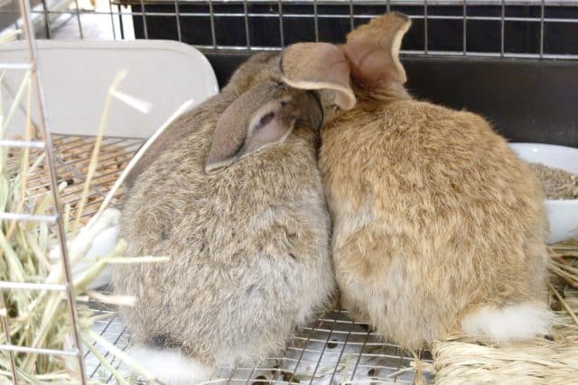 フレミッシュジャイアント