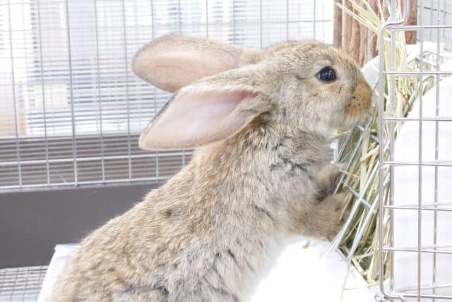 フレミッシュジャイアント