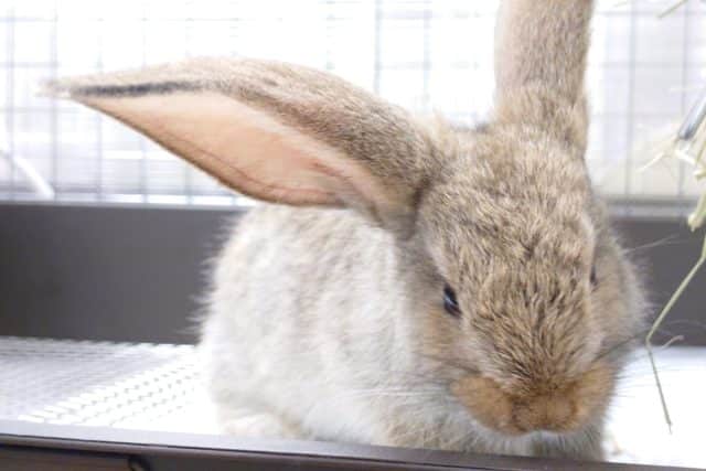 フレミッシュジャイアント