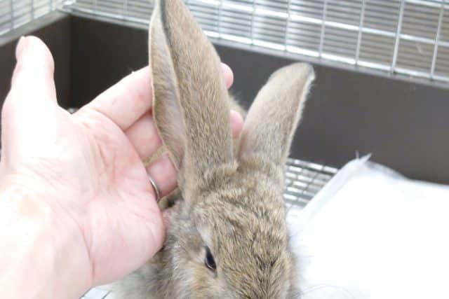 フレミッシュジャイアント