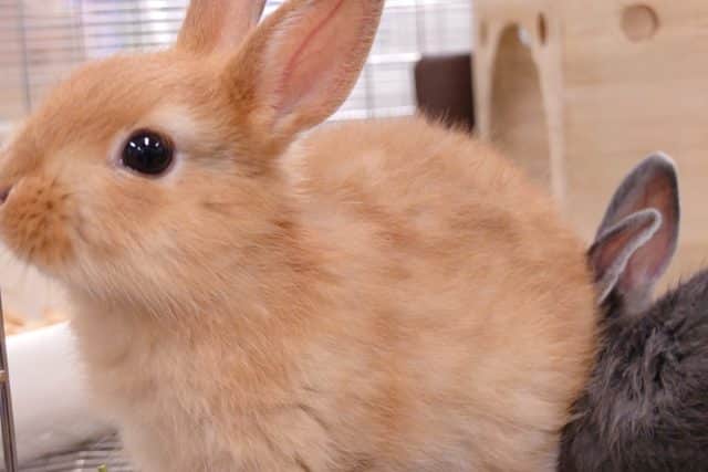 ネザーランドドワーフ