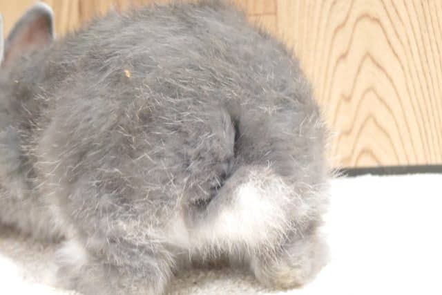 ネザーランドドワーフ