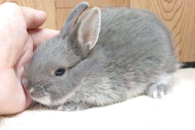 ネザーランドドワーフ