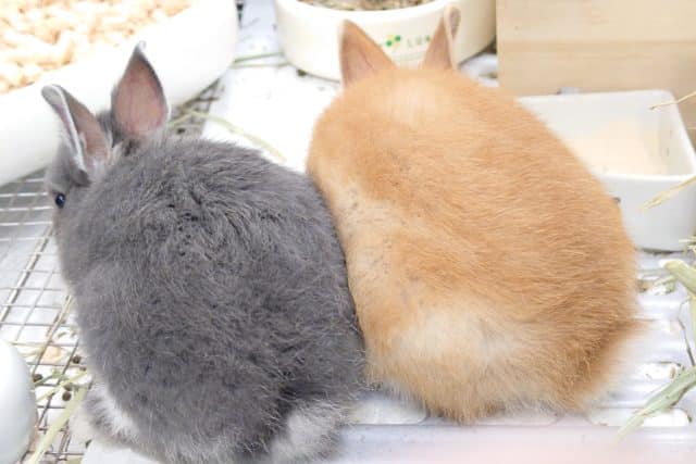 ネザーランドドワーフ