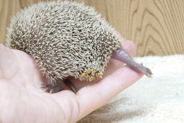 ヒメハリテンレック