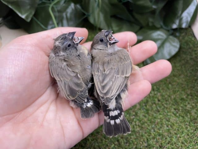 錦花鳥（キンカチョウ）