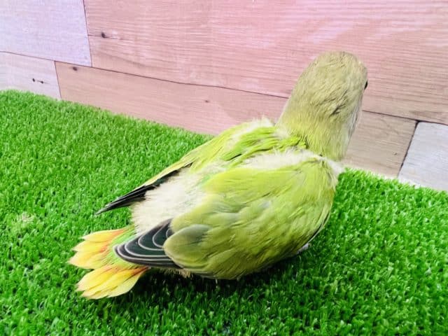 コザクラインコ（小桜インコ）