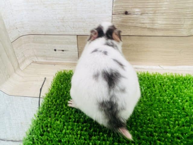 ゴールデンハムスター