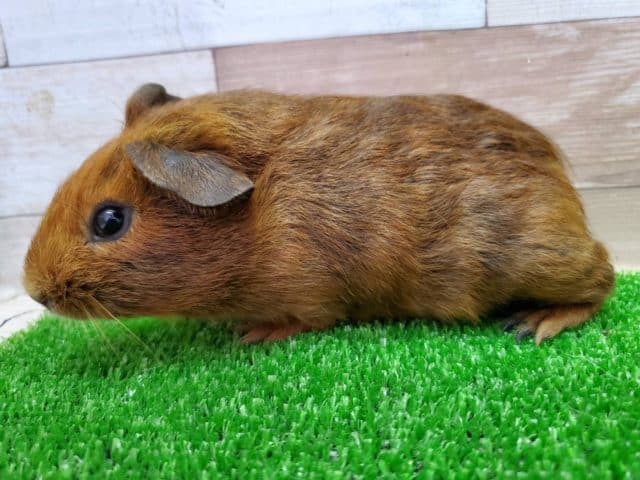 イングリッシュモルモット