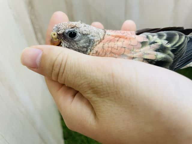 最新画像になりますよ〜⭐️ひょっこり!ひきよせるよみんな〜 ローズ秋草インコ アキクサインコ(秋草インコ)