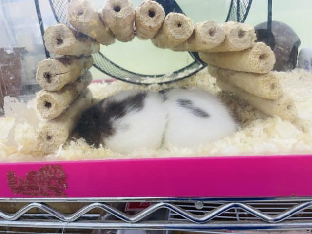 ファンシーラット