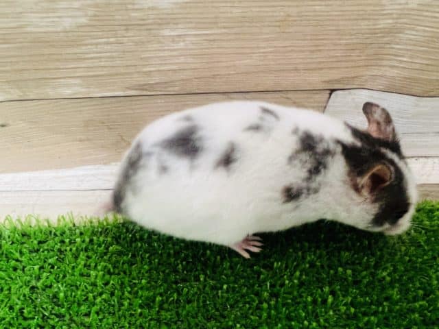 ゴールデンハムスター