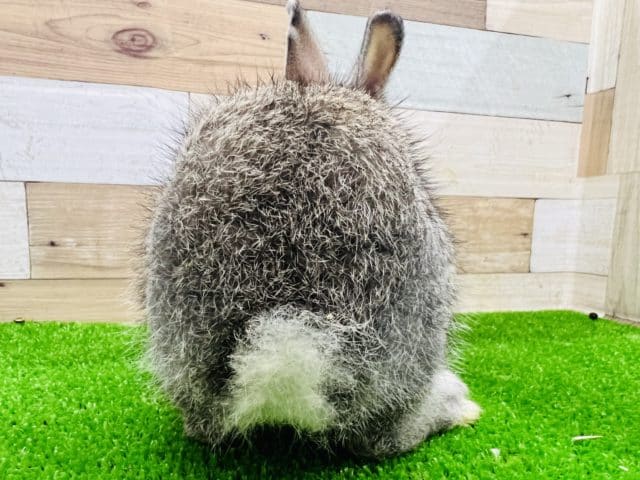 ネザーランドドワーフ