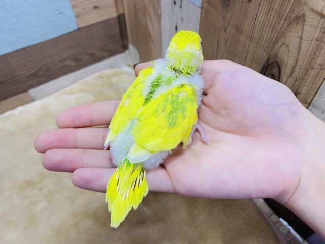 セキセイインコ