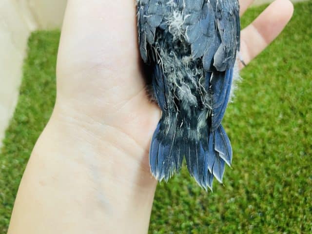 サザナミインコ