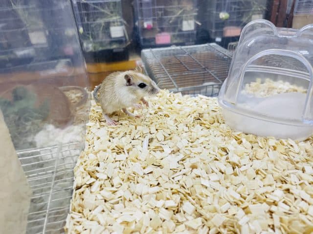 カラージャービル（スナネズミ）