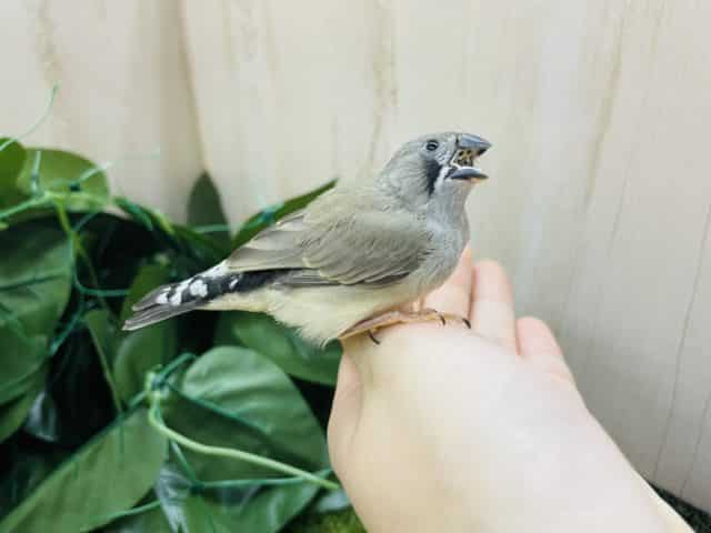 錦花鳥（キンカチョウ）