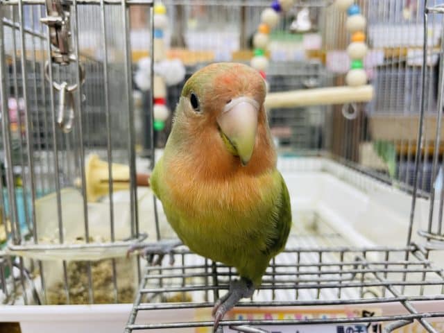 コザクラインコ（小桜インコ）