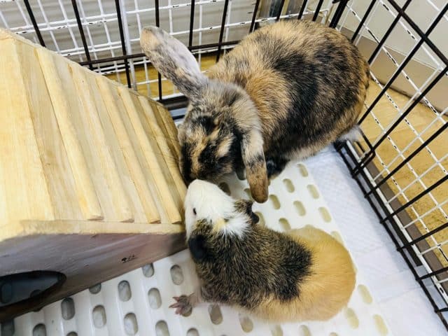 ロップイヤーラビット