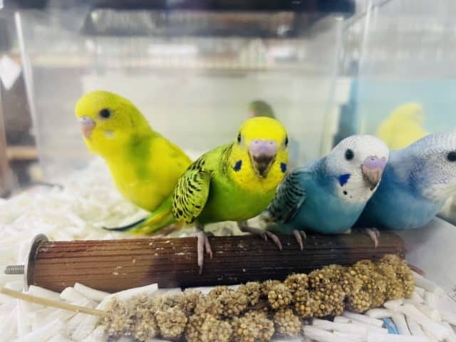 セキセイインコ