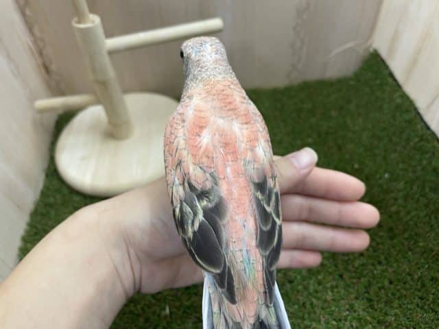 アキクサインコ（秋草インコ）
