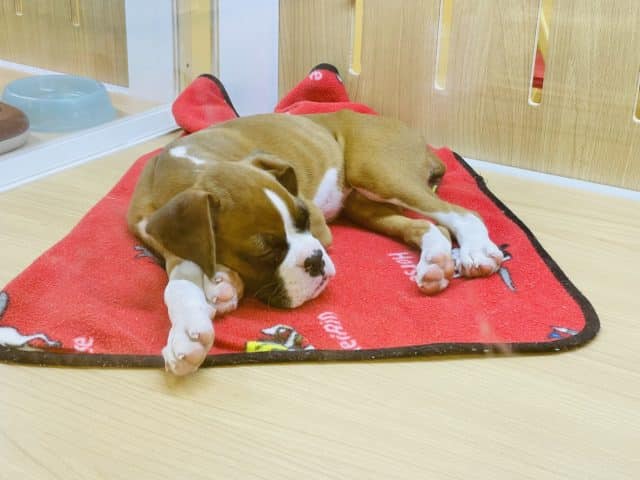 初入舎の構ってよボーイ♥ボクサーくん! ボクサー